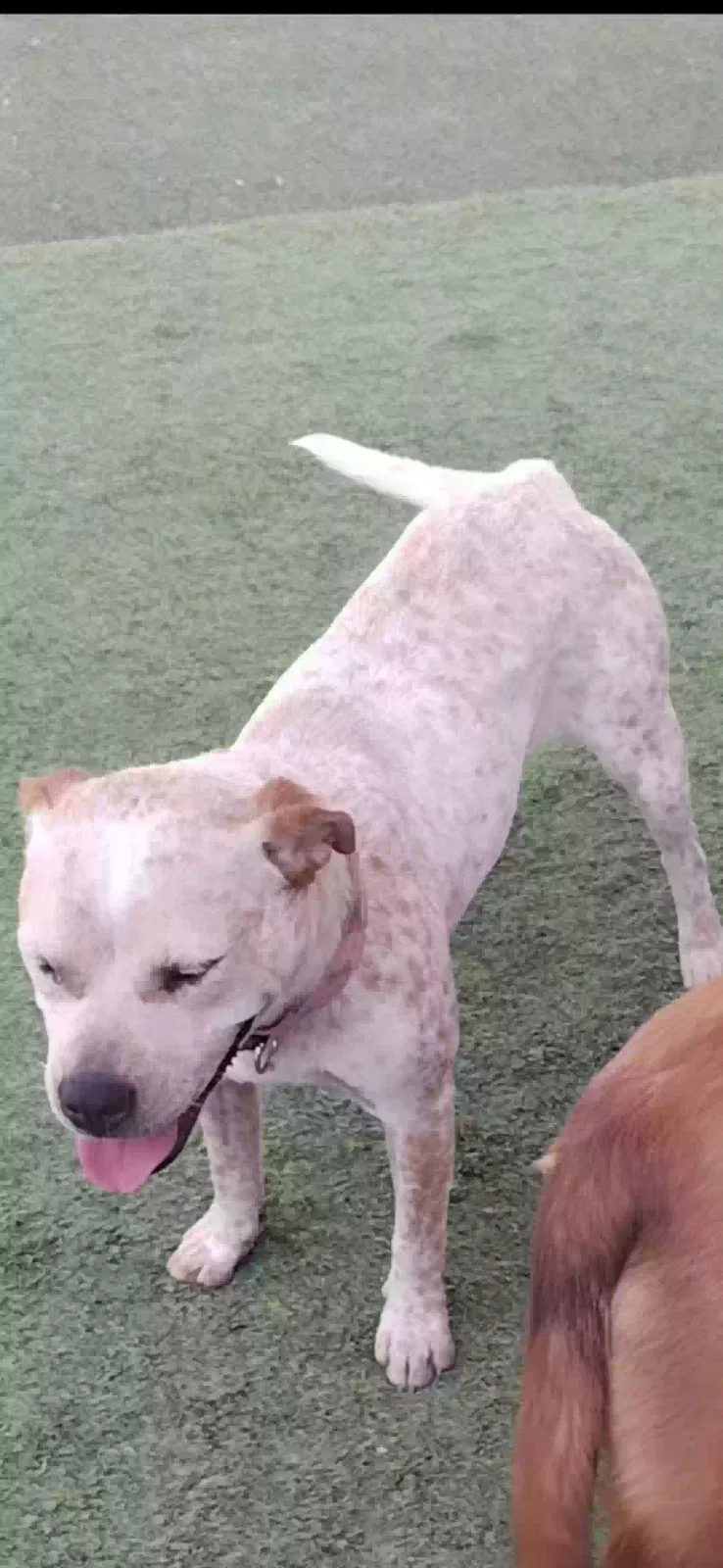 Lost dog in Santa Fe, NM, 87507