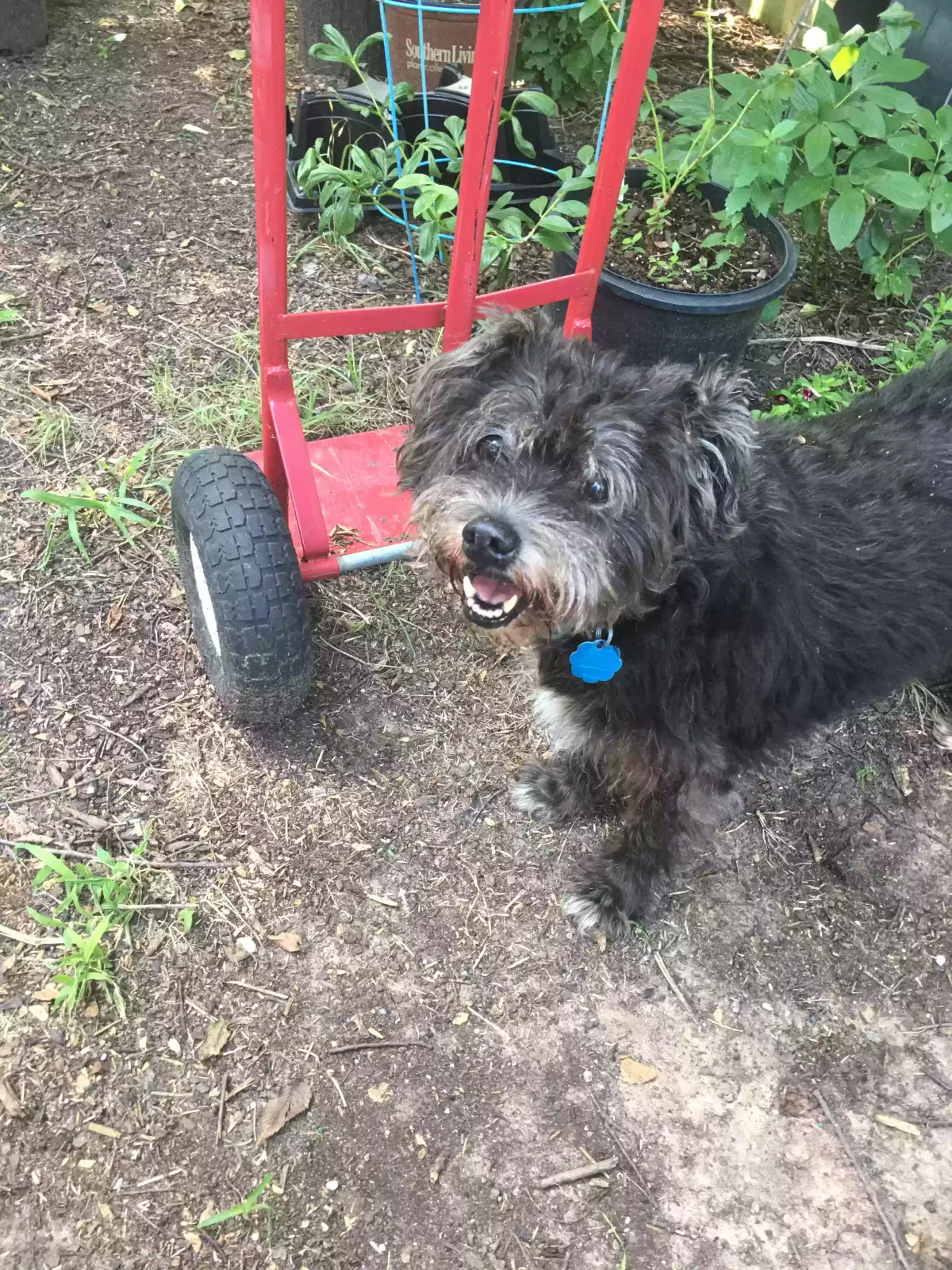 Found dog in Gainesville, TX, 76240