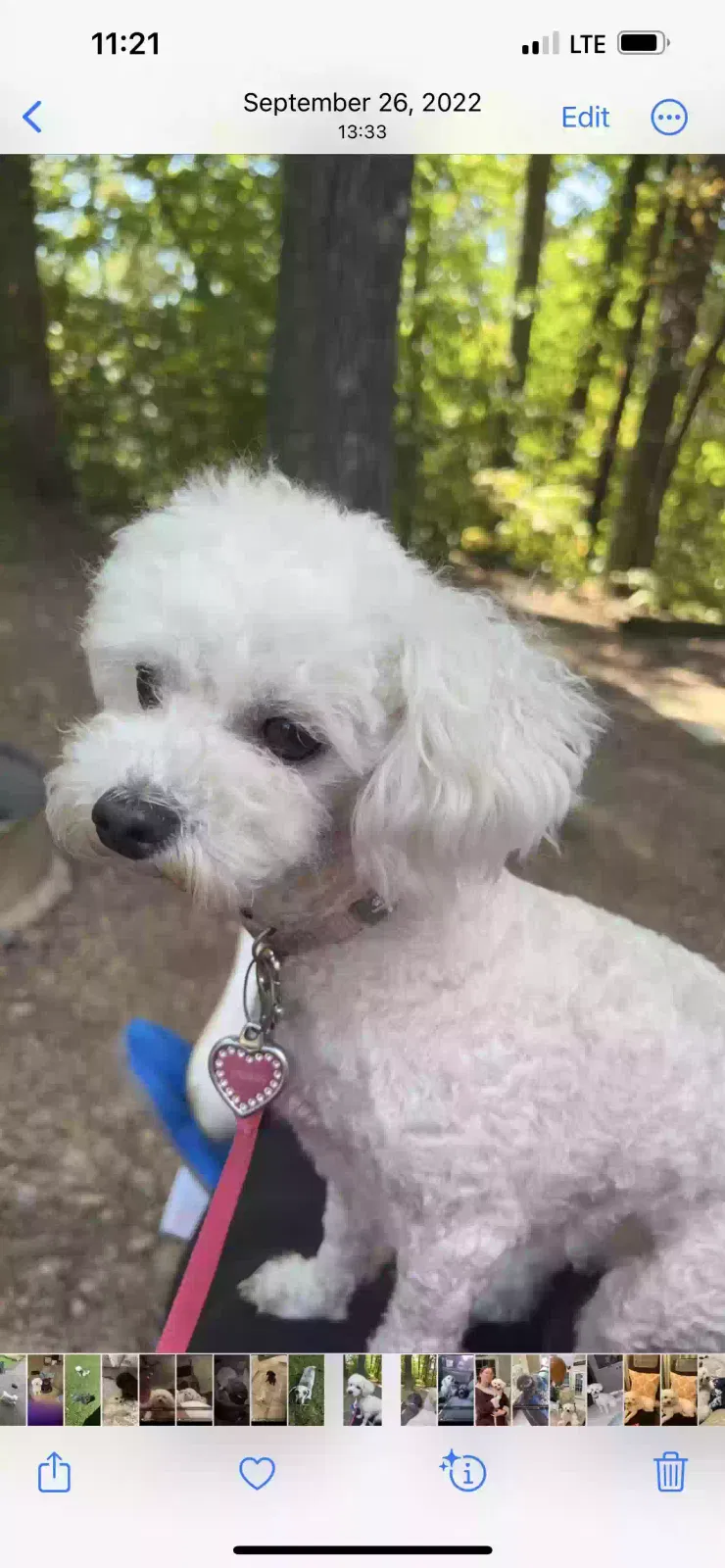 Lost dog in Moselle, MS, 39459