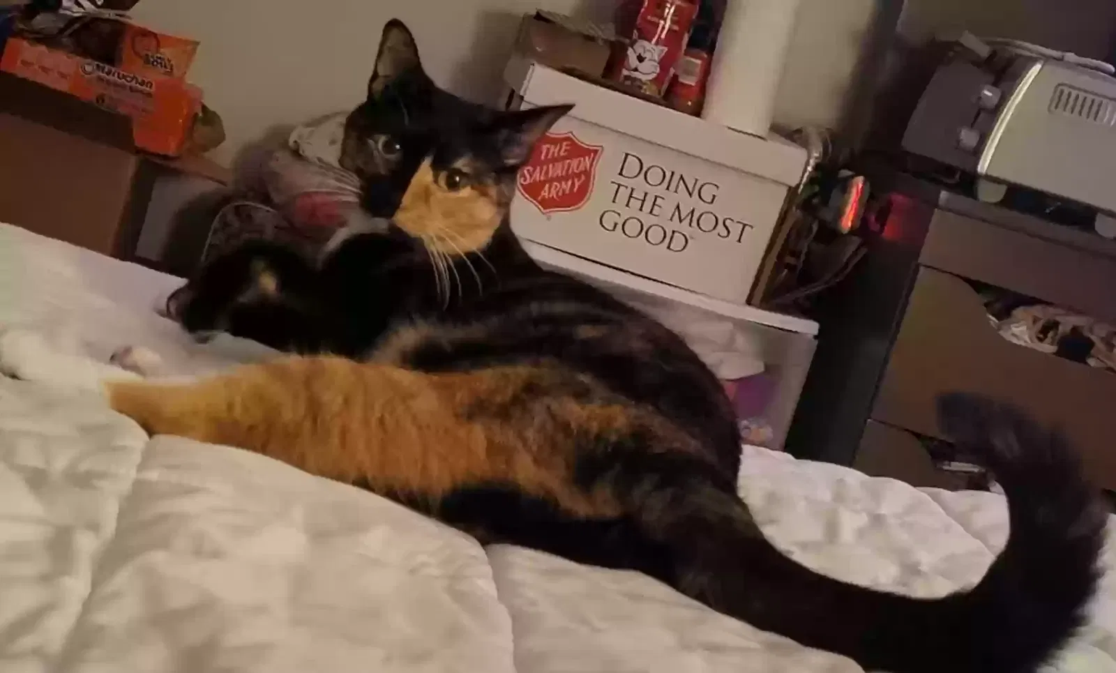 Lost cat in Locust Grove, GA, 30248