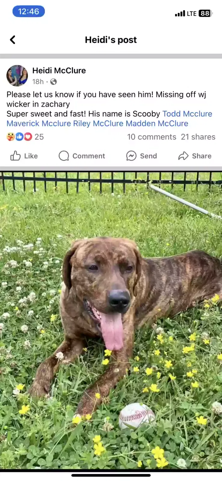 Lost dog in Zachary, LA, 70791
