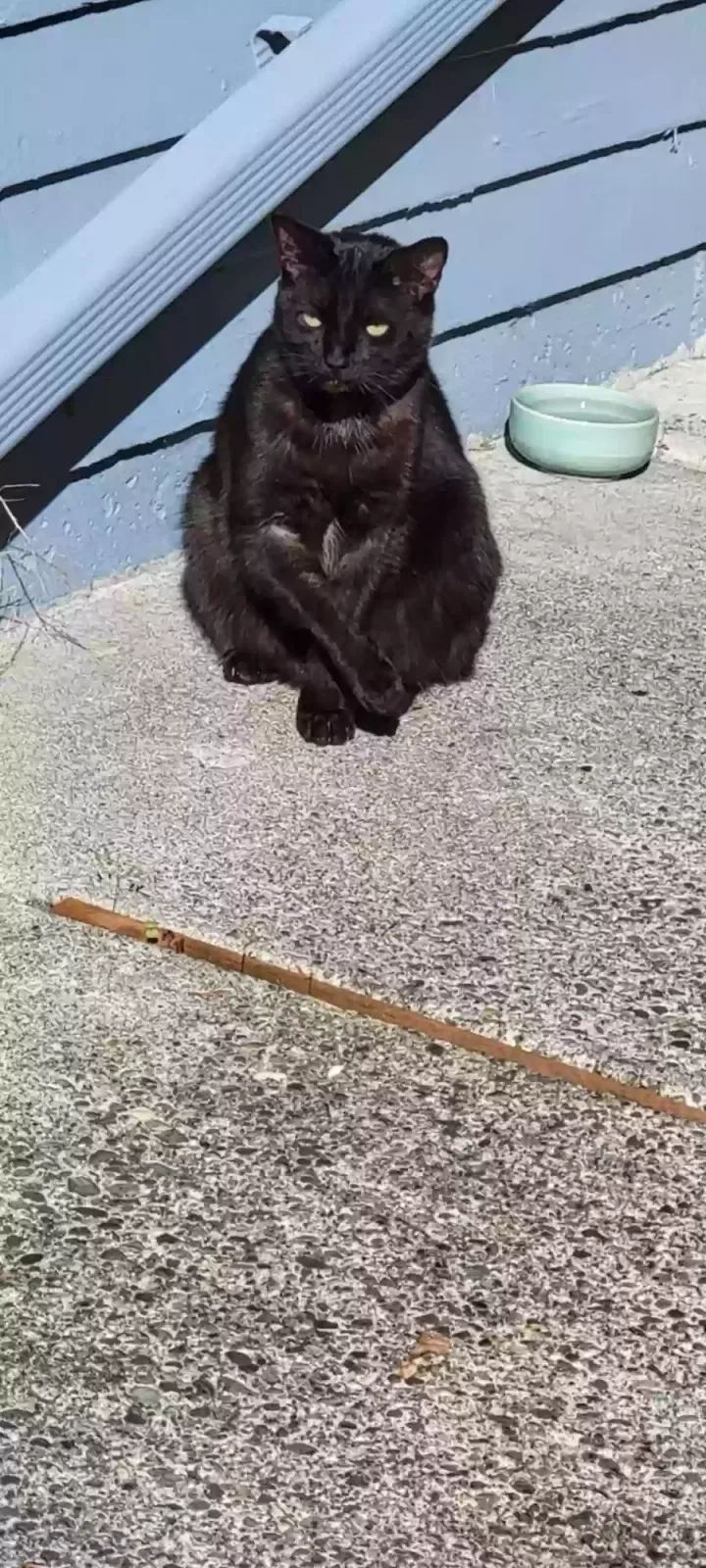 Lost cat in Federal Way, WA, 98023