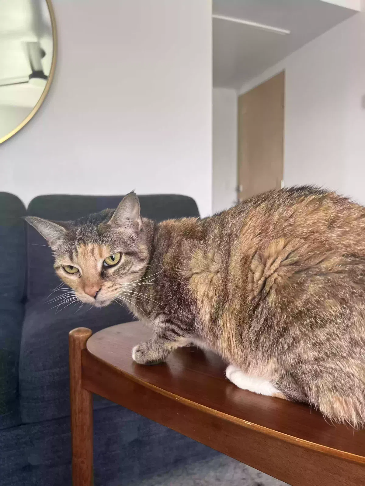 Lost cat in San Diego, CA, 92104