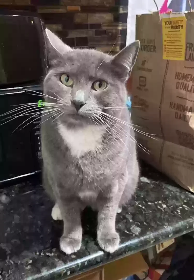 Lost cat in Soledad, CA, 93960