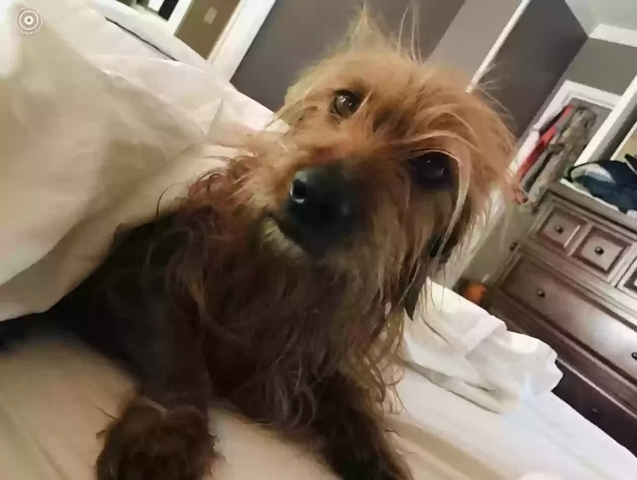 Lost dog in Abilene, TX, 79606