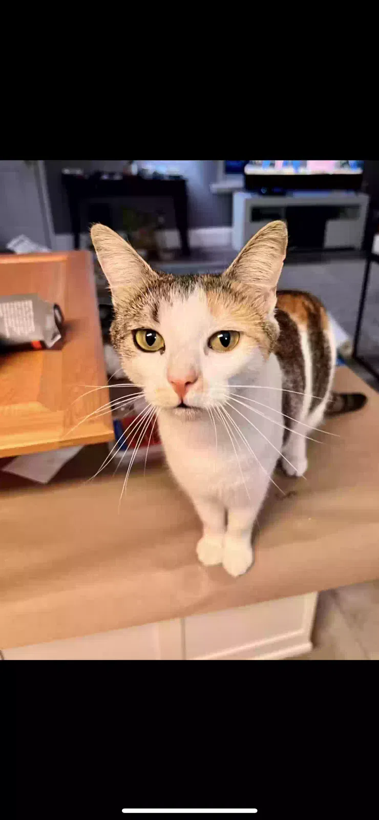 Lost cat in Cantonment, FL, 32533
