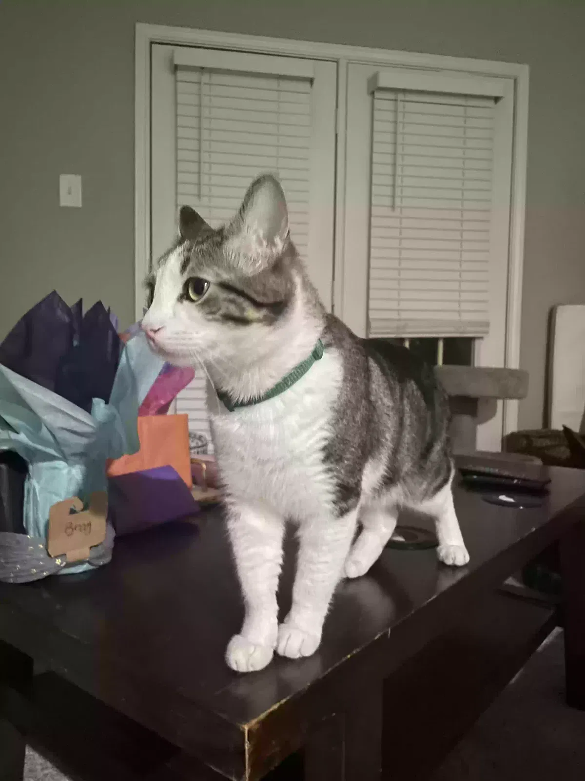 Lost cat in Dallas, TX, 75252
