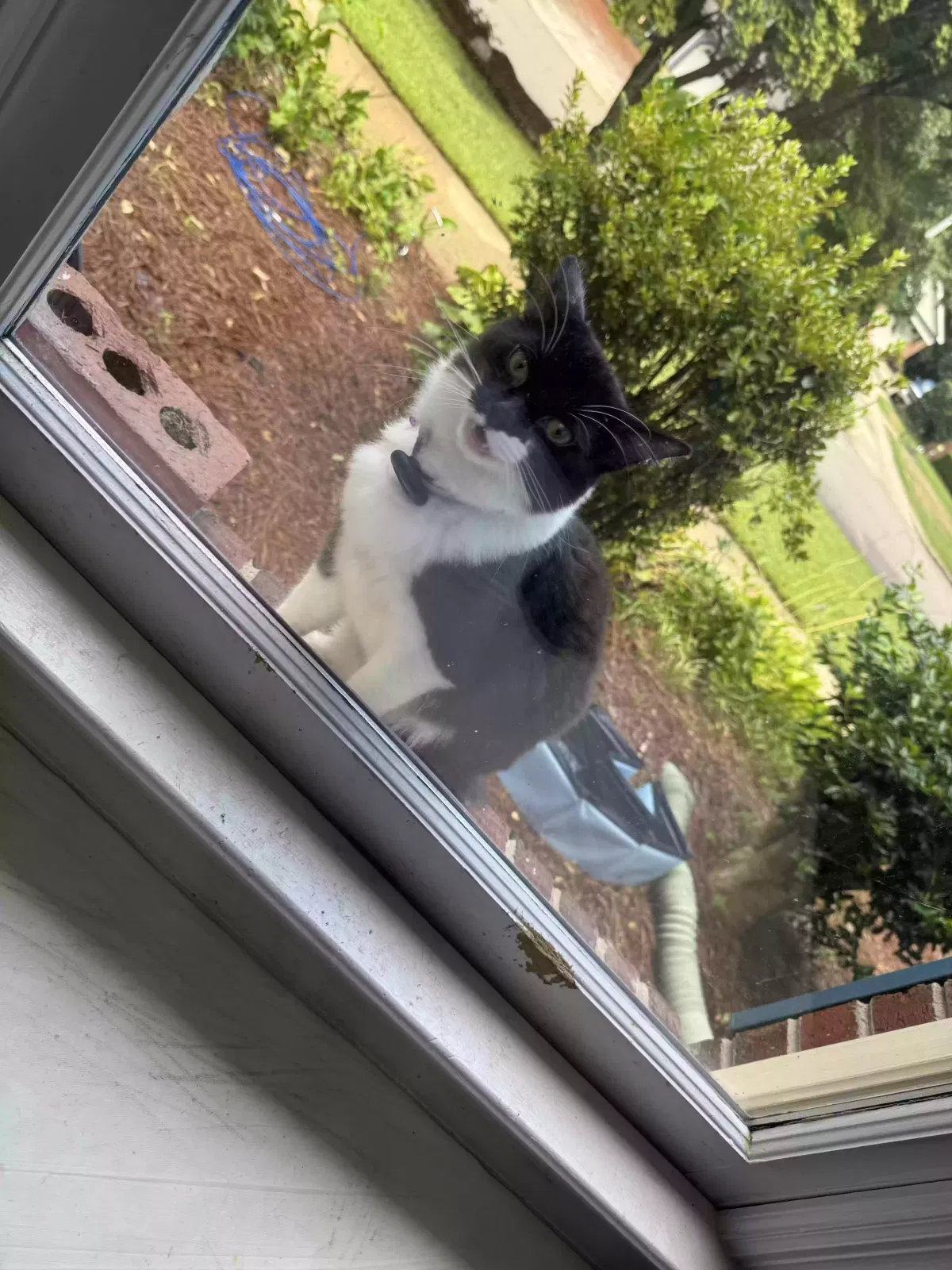 Lost cat in Fayetteville, NC, 28303