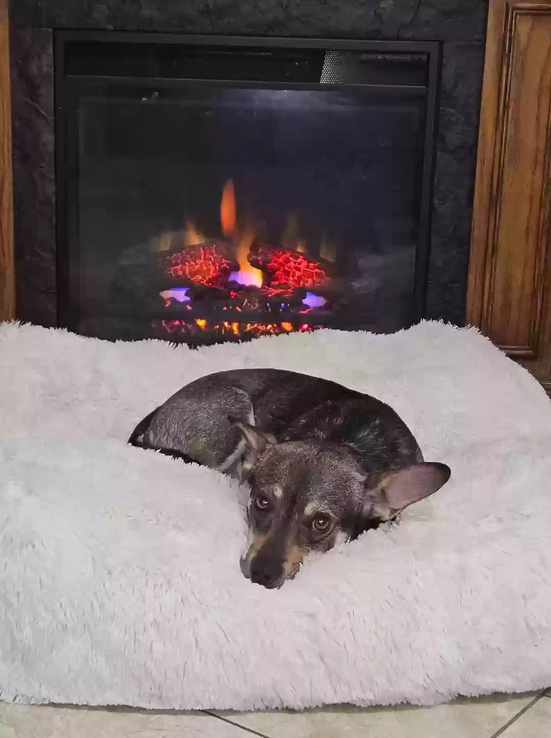 Lost dog in Rome, GA, 30161