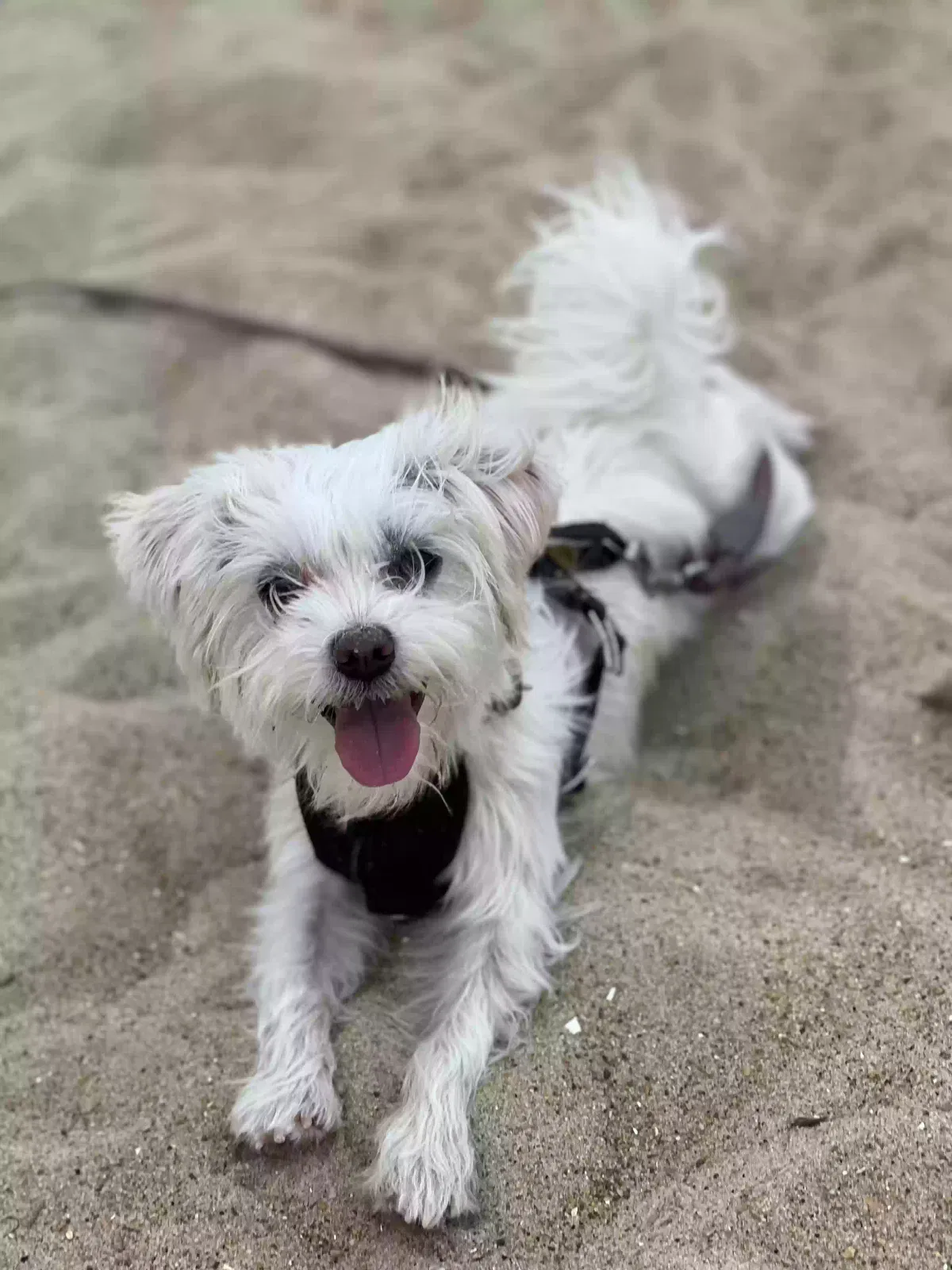 Lost dog in Suffolk, VA, 23434