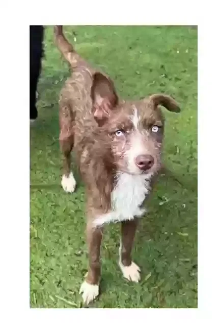 Lost dog in Castle Rock, WA, 98611