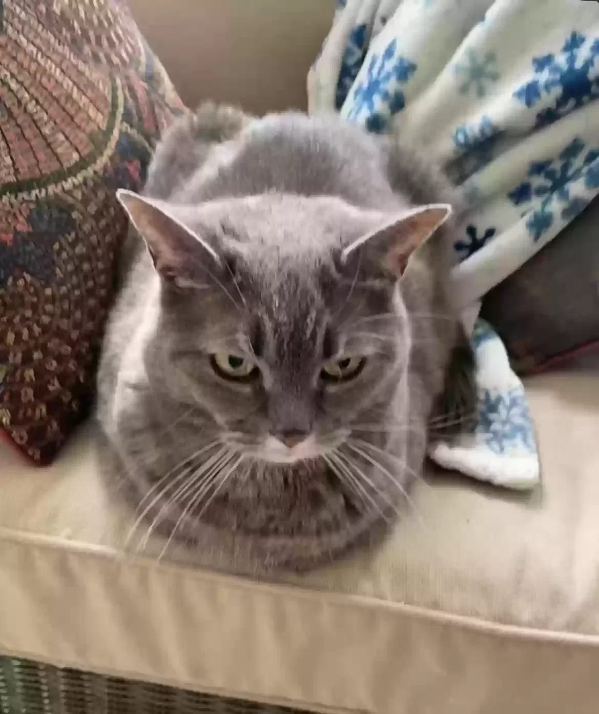 Lost cat in Bala Cynwyd, PA, 19004