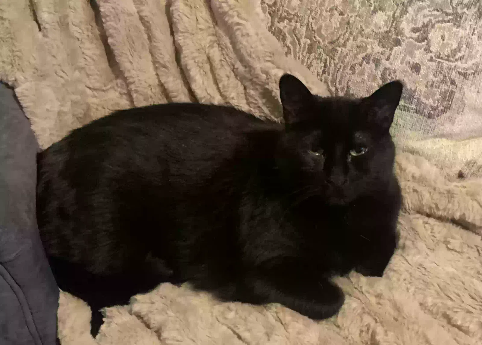 Lost cat in Naperville, IL, 60565