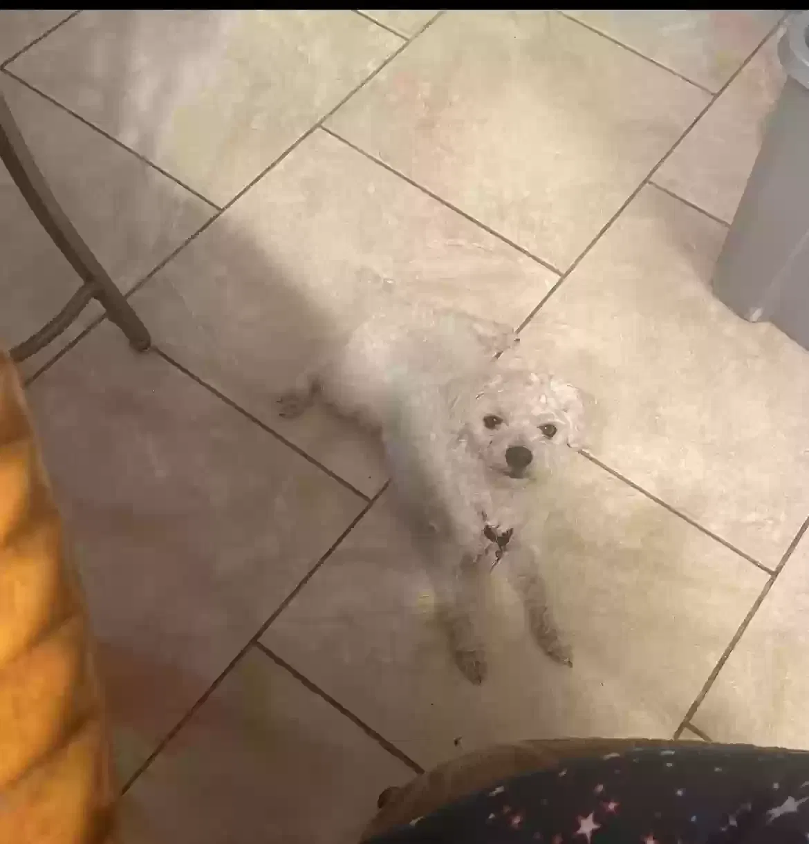 Lost dog in San Antonio, TX, 78244