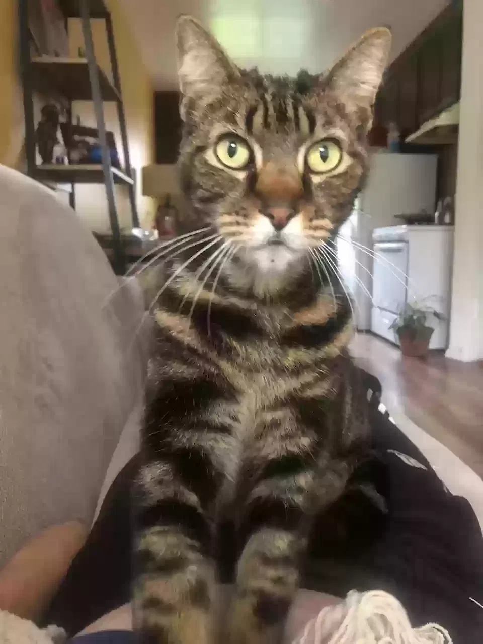 Lost cat in Los Angeles, CA, 90018