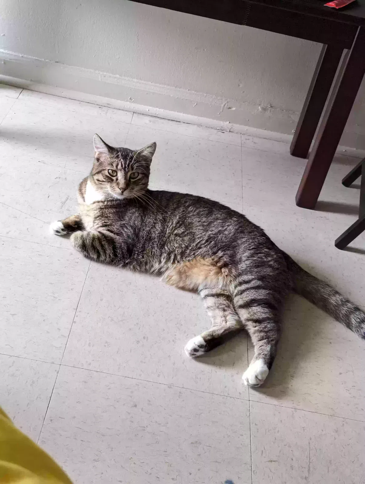 Lost cat in Monroe, NC, 28110