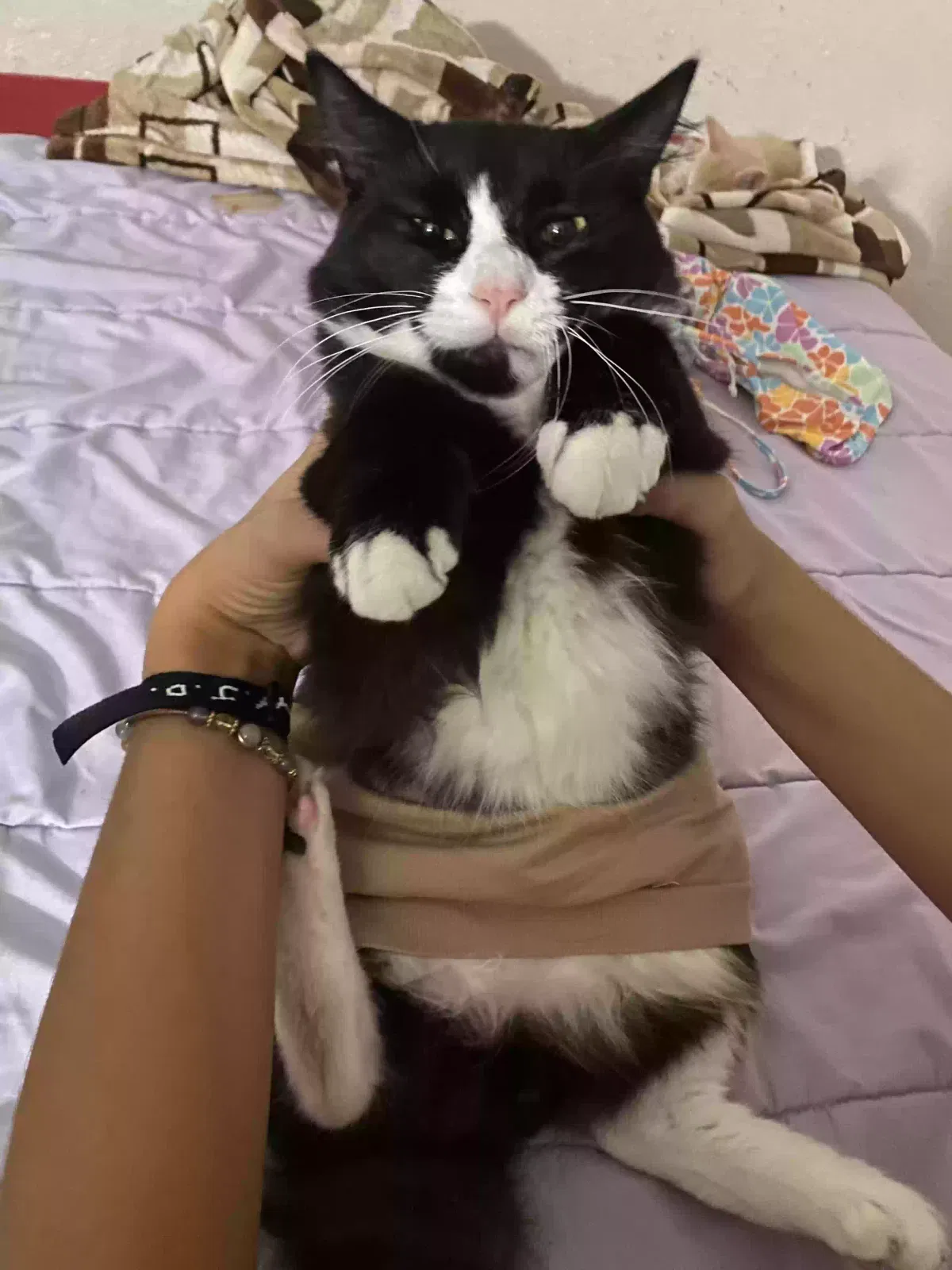 Lost cat in Lakeland, FL, 33801