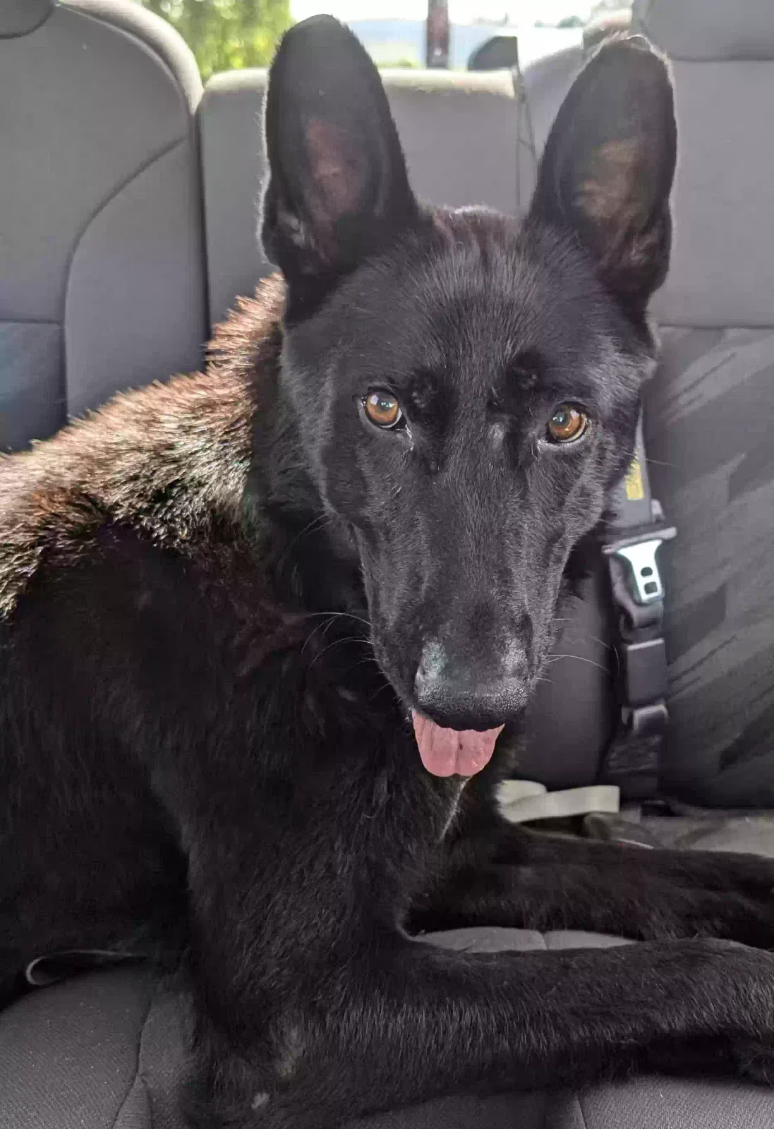 Found dog in Little Rock, SC, 29567