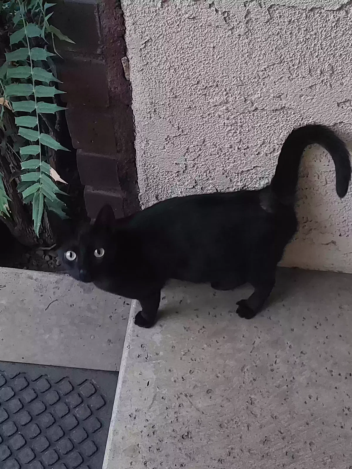 Found cat in Alhambra, CA, 91801