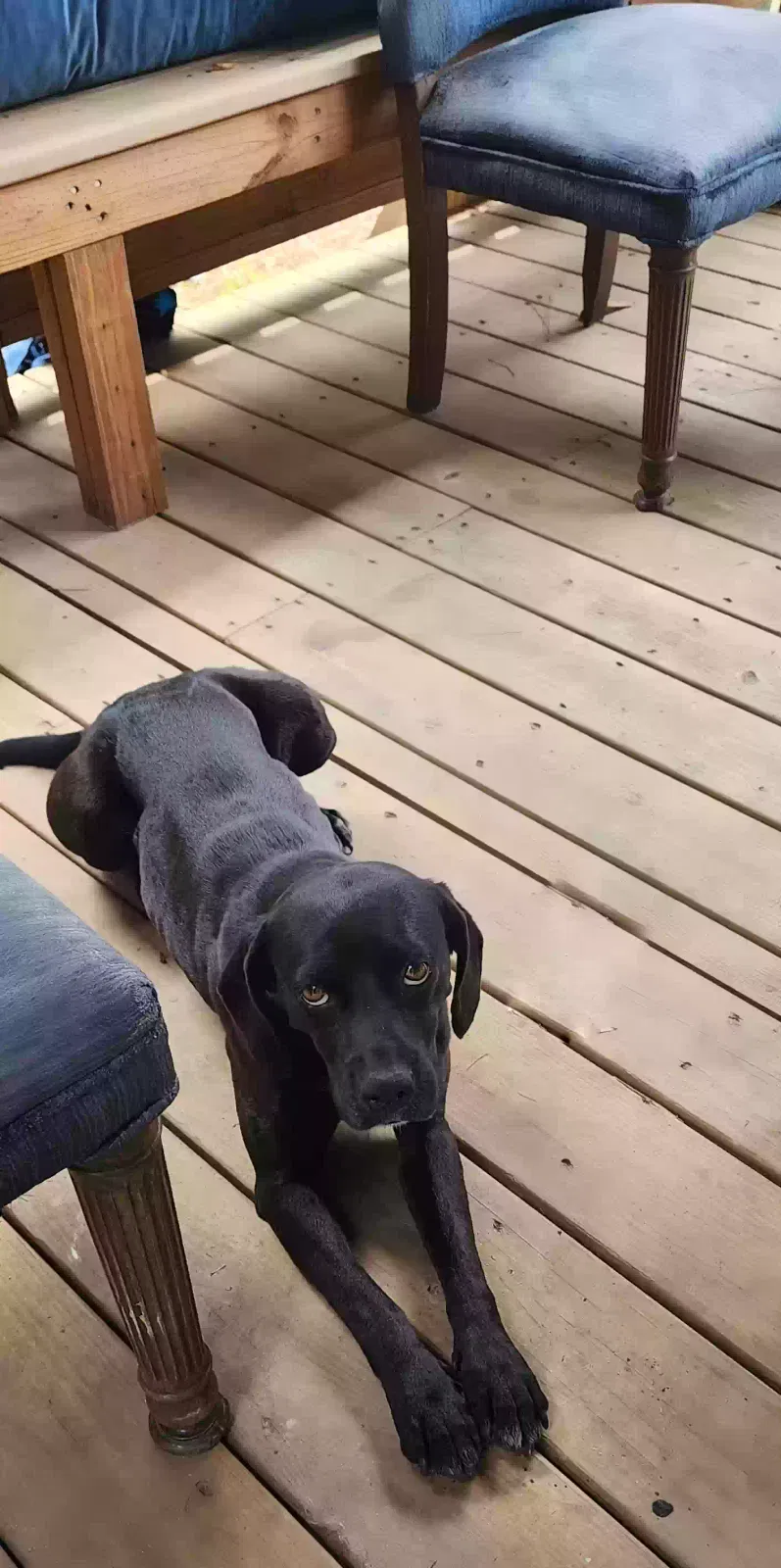 Lost dog in Purvis, MS, 39475