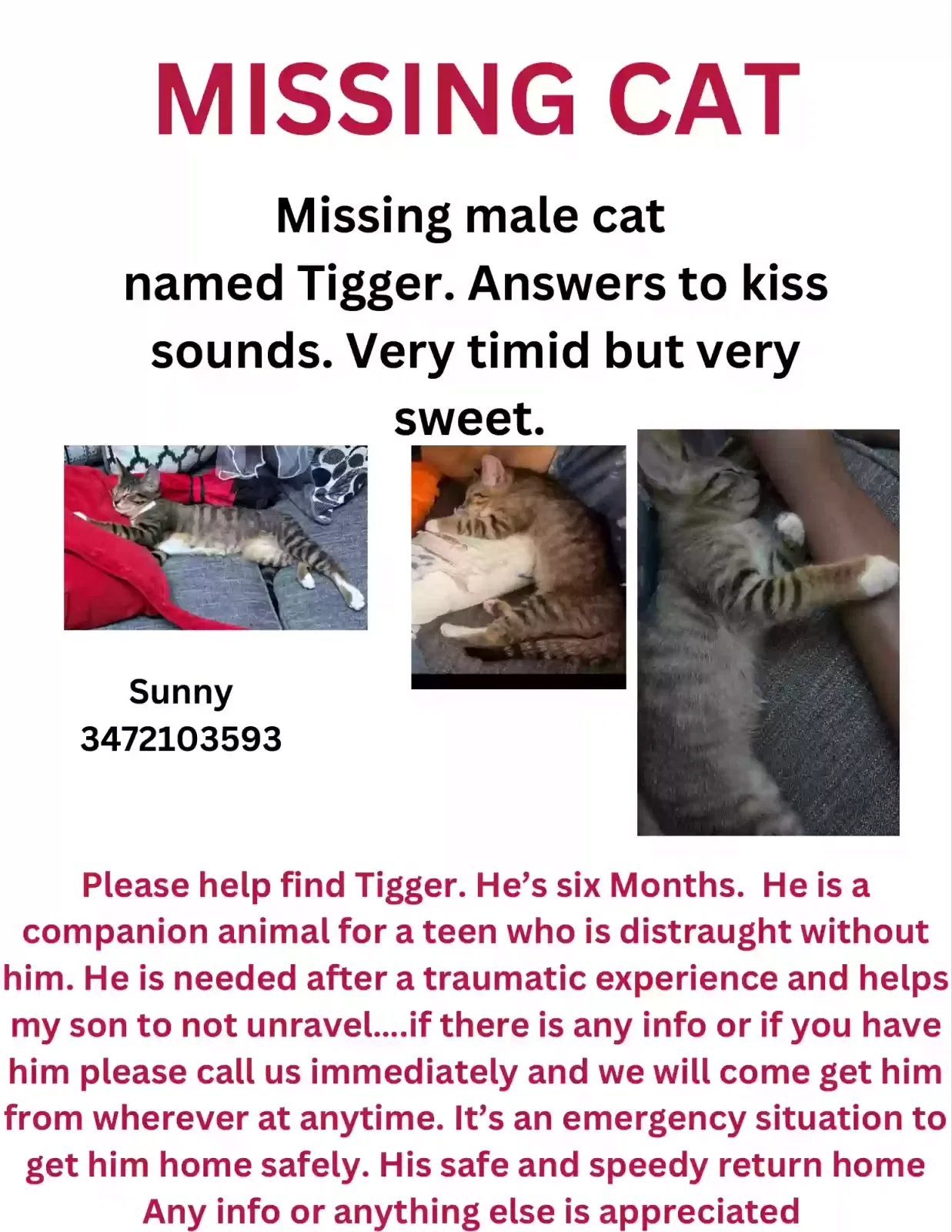 Lost cat in Brooklyn, NY, 11225