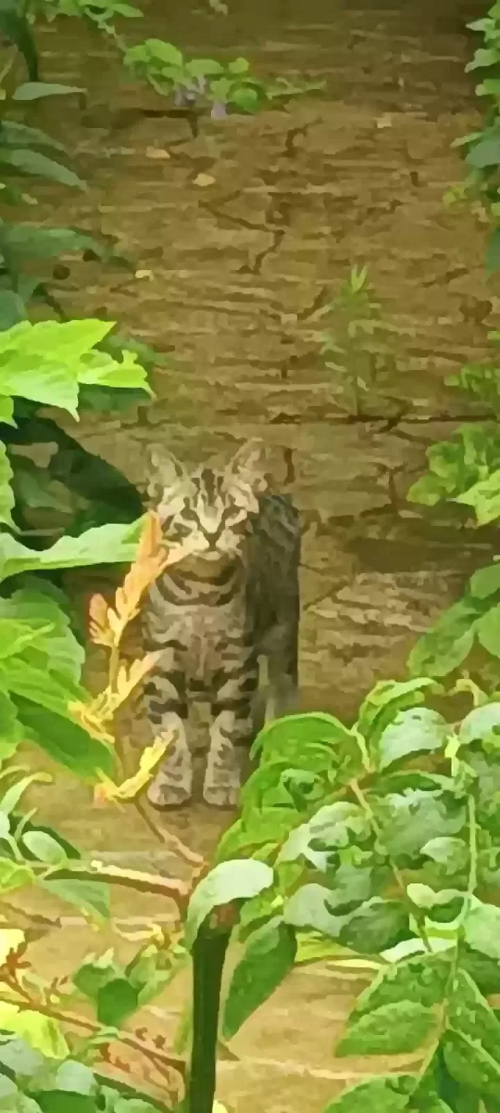 Found cat in Mount Clemens, MI, 48043