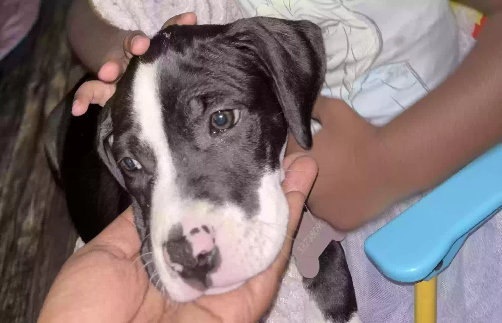 Lost dog in New Iberia, LA, 70563