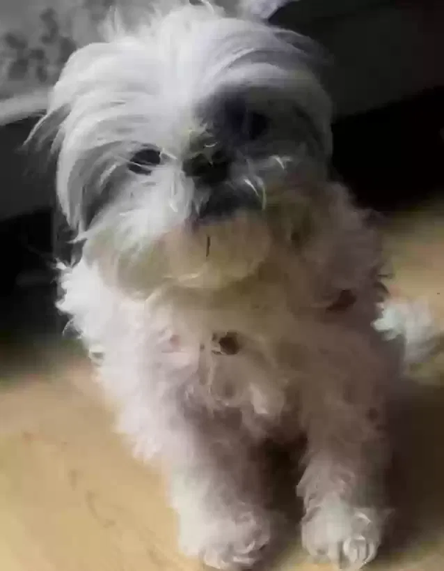 Lost dog in Sloatsburg, NY, 10974