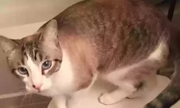 Lost cat in Ewa Beach, HI, 96706