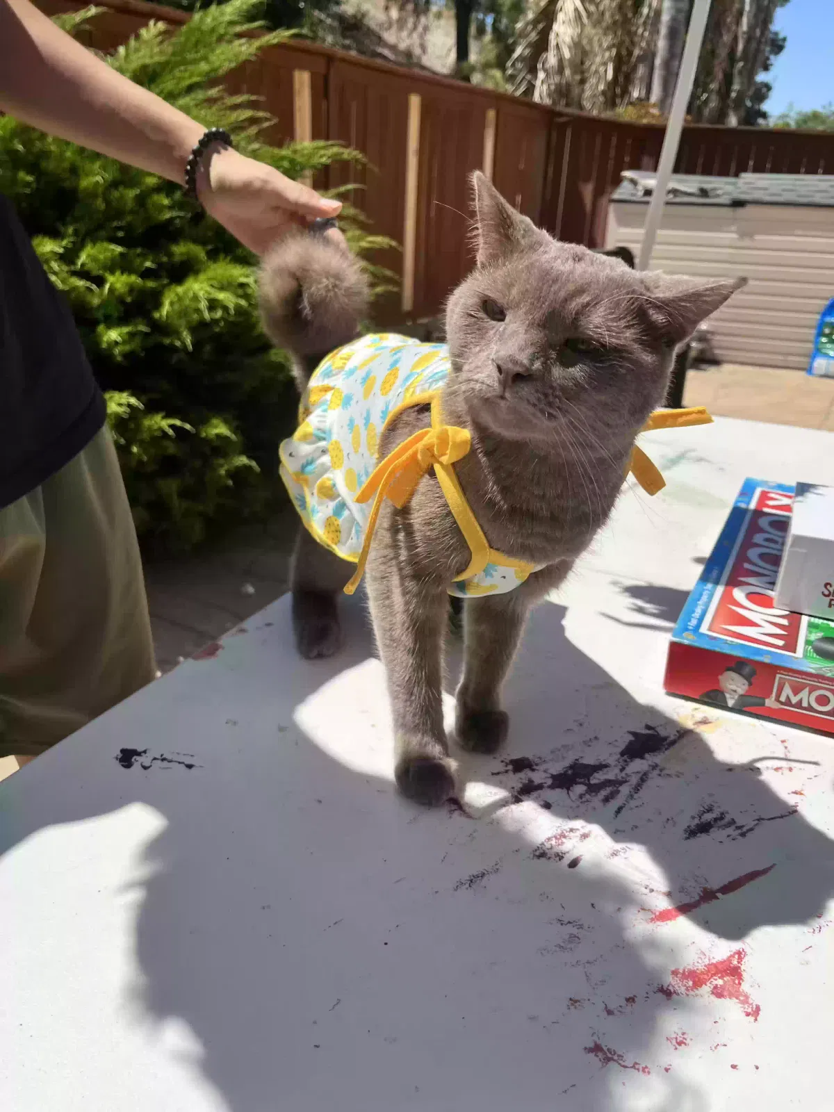Lost cat in Chula Vista, CA, 91914