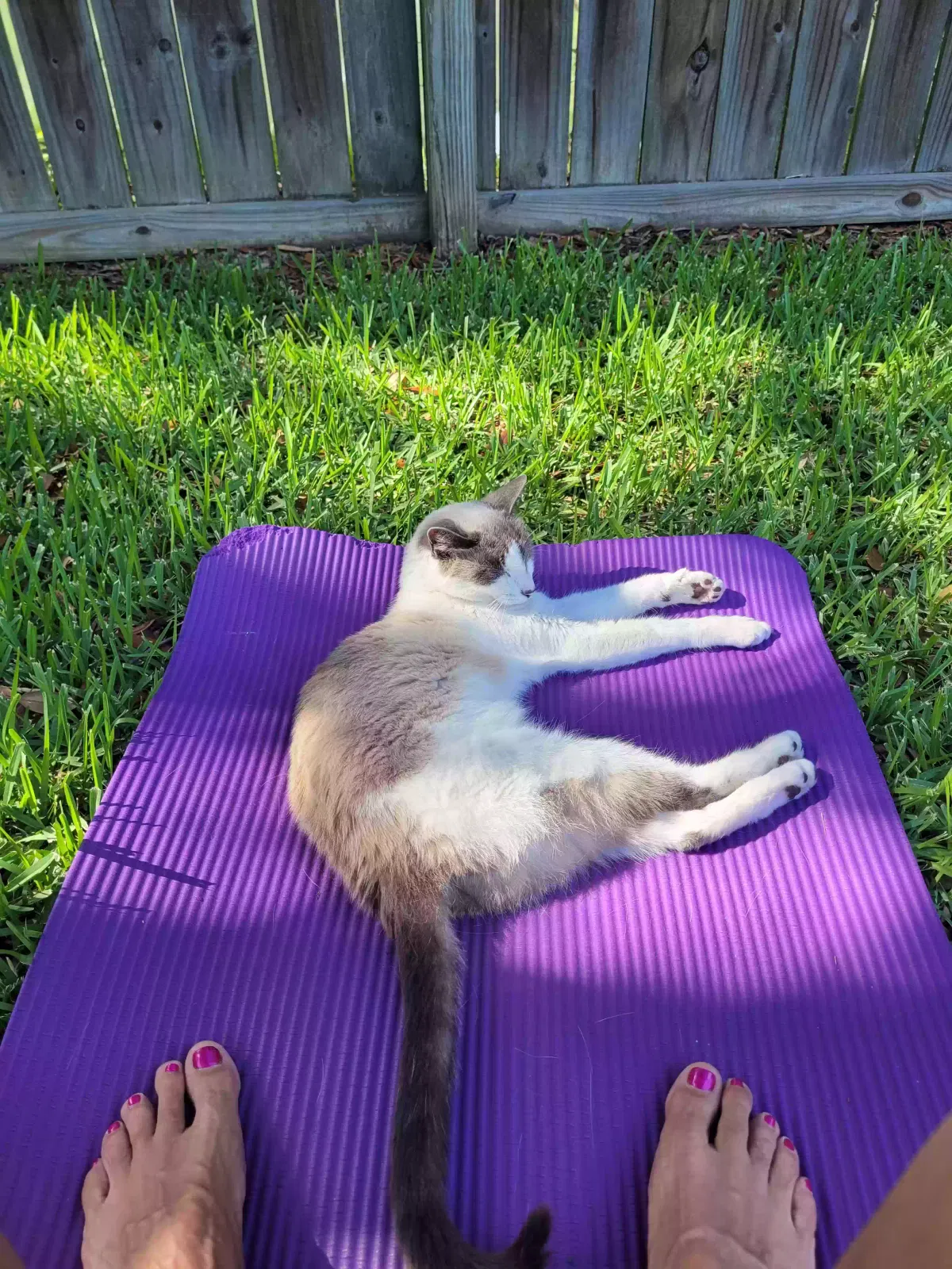 Lost cat in Mount Pleasant, SC, 29464