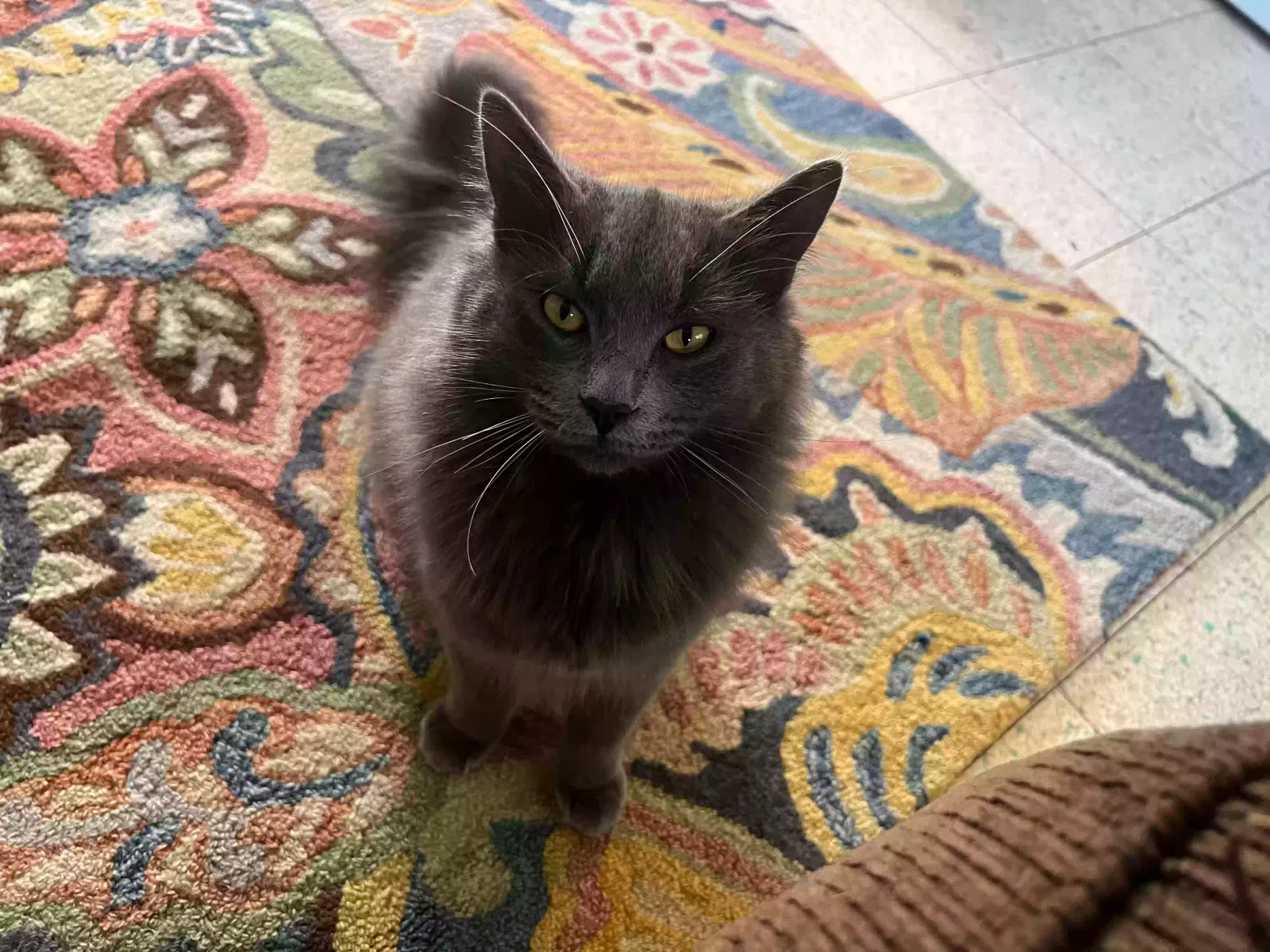 Lost cat in Sacramento, CA, 95819