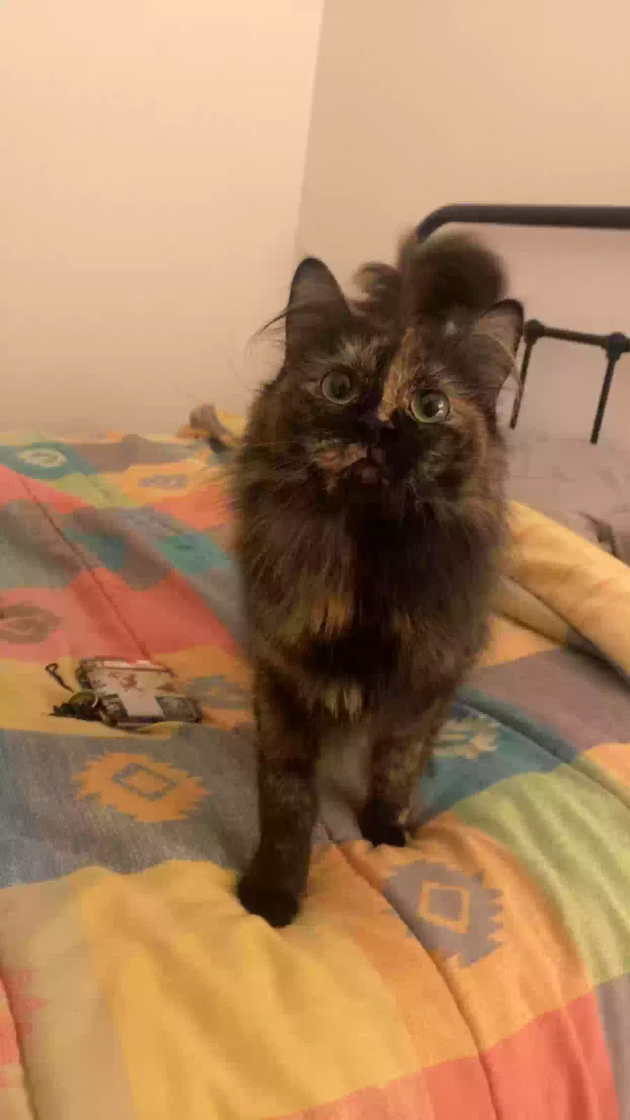 Lost cat in Mercer Island, WA, 98040