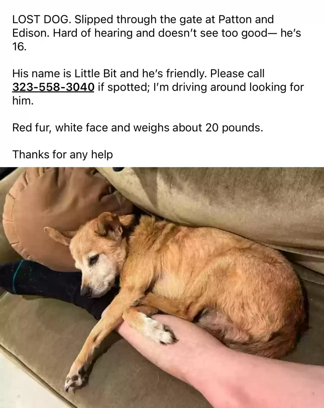 Lost dog in Houston, TX, 77009
