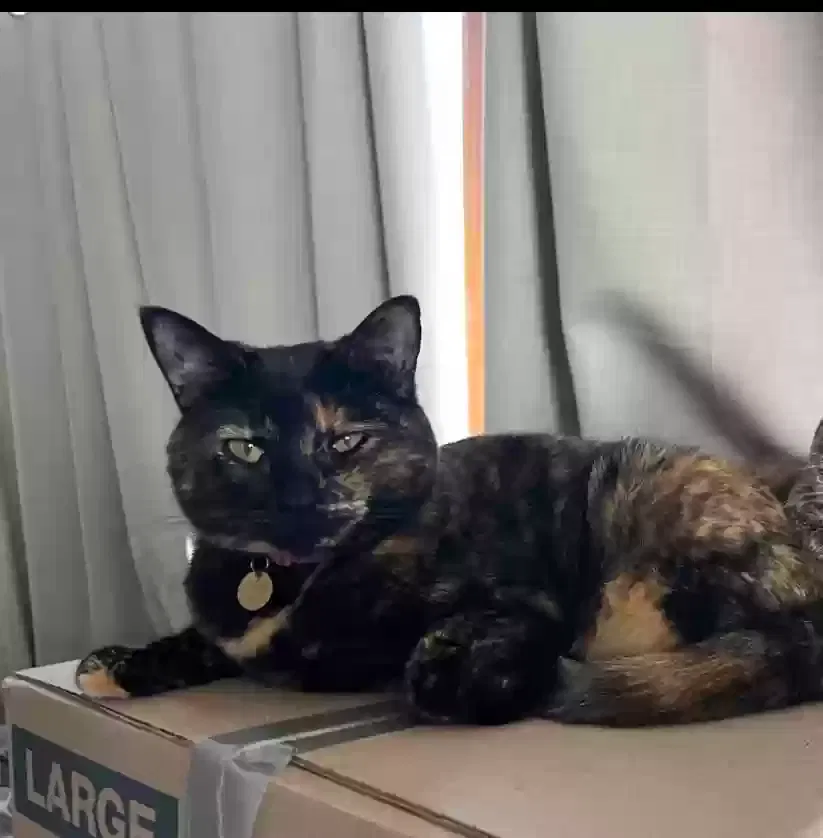 Lost cat in Fallbrook, CA, 92028