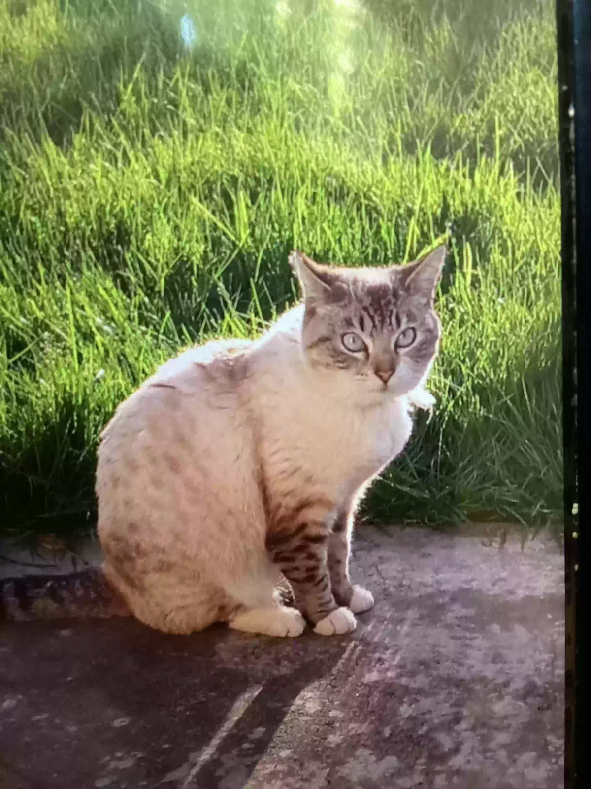 Lost cat in Hillsboro, OR, 97124