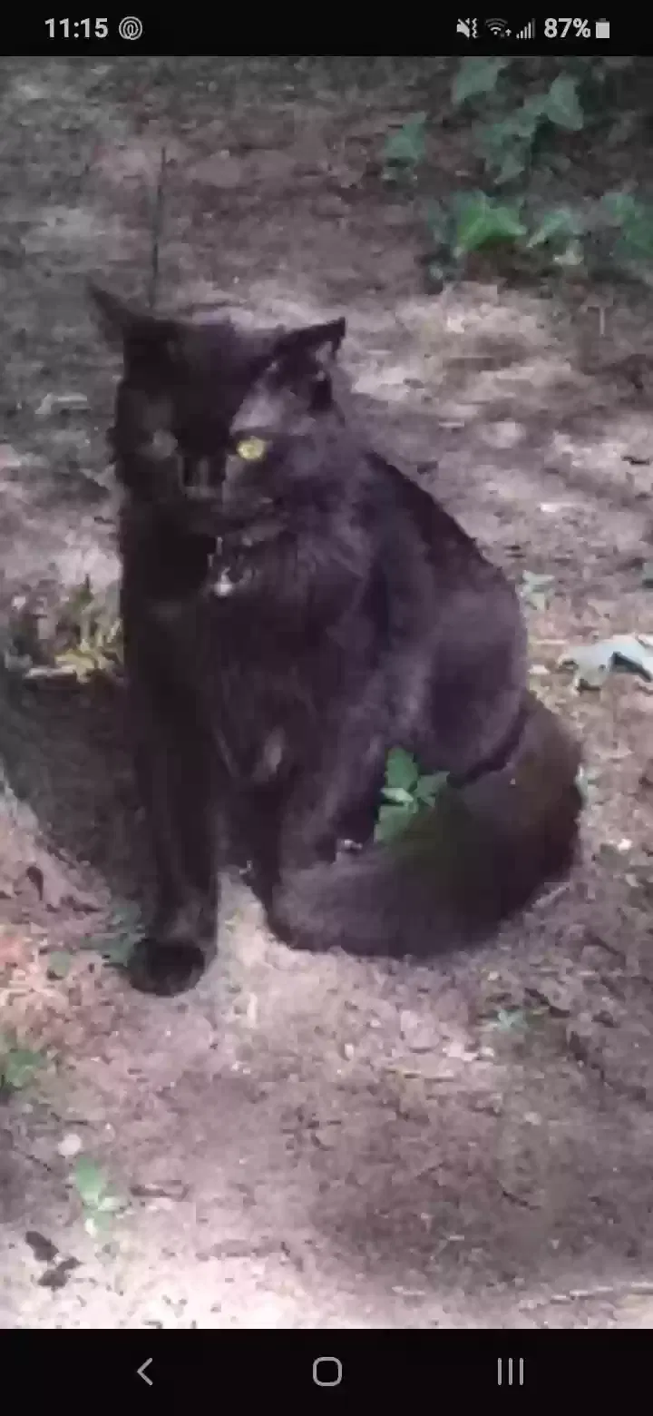 Lost cat in Lakewood, OH, 44107