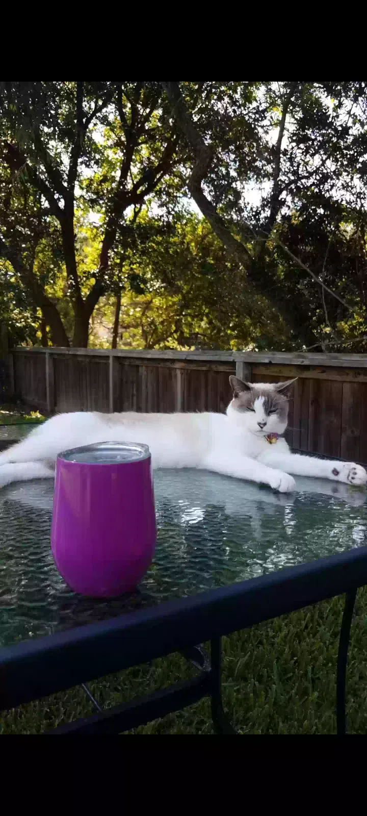 Lost cat in Mount Pleasant, SC, 29464