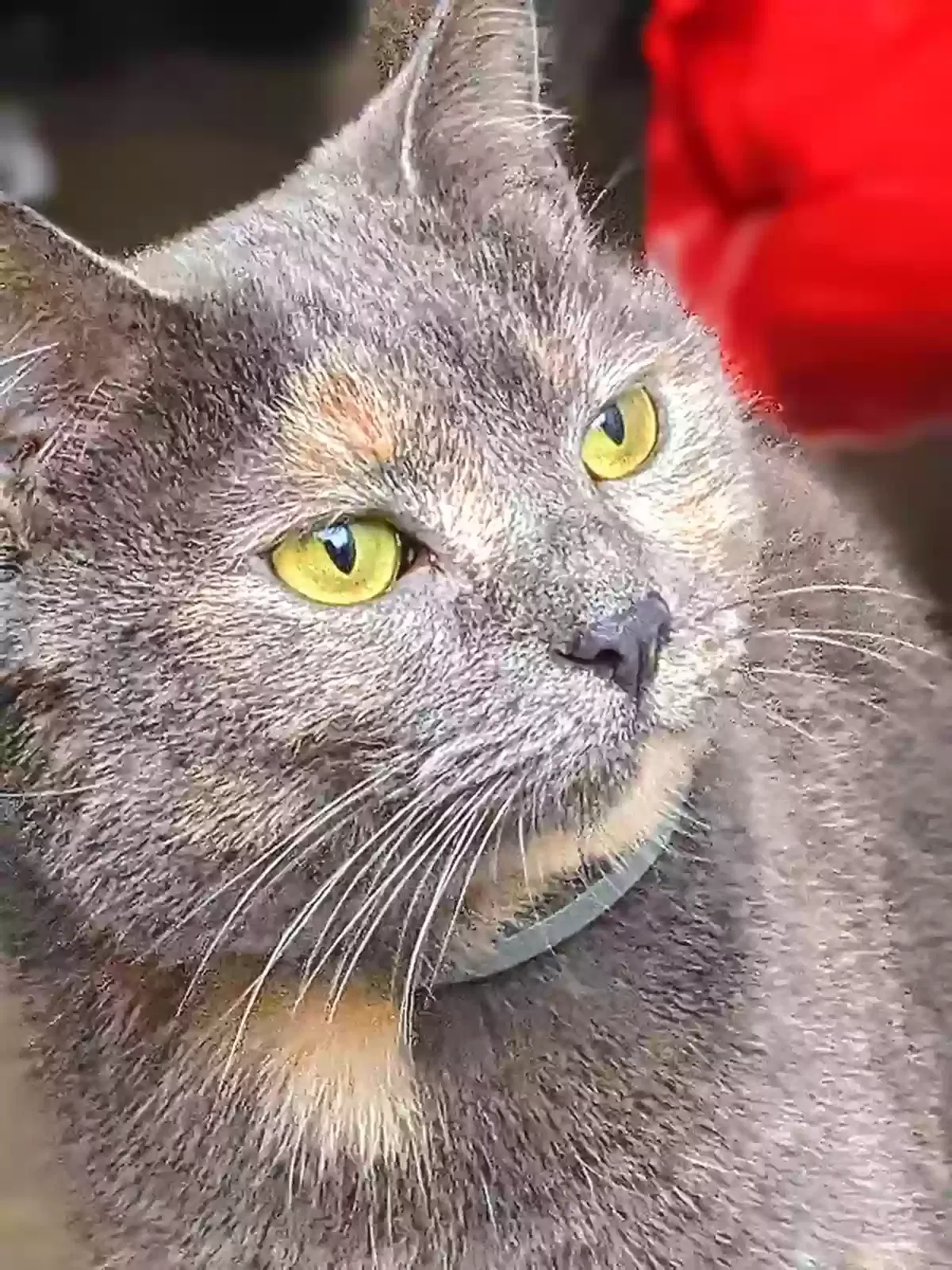Lost cat in Marion, IN, 46953