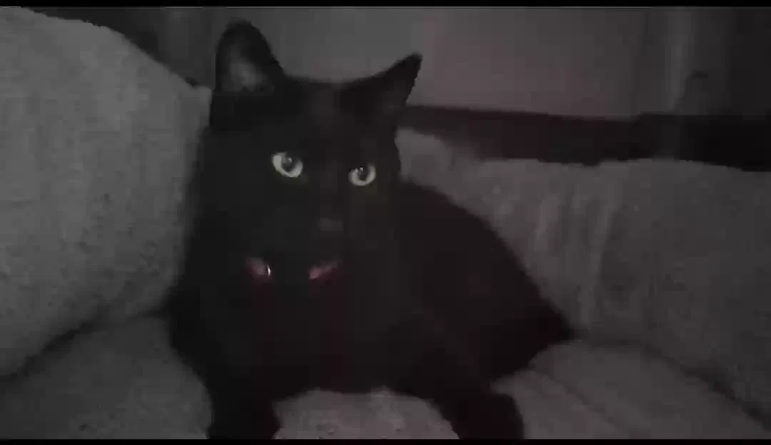 Lost cat in Rialto, CA, 92376