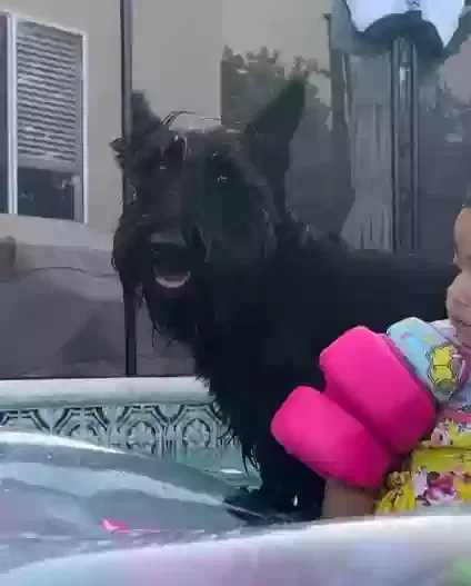Lost dog in Sylmar, CA, 91342