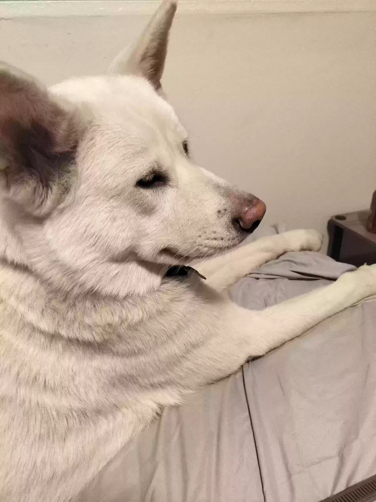 Lost dog in Las Vegas, NV, 89102