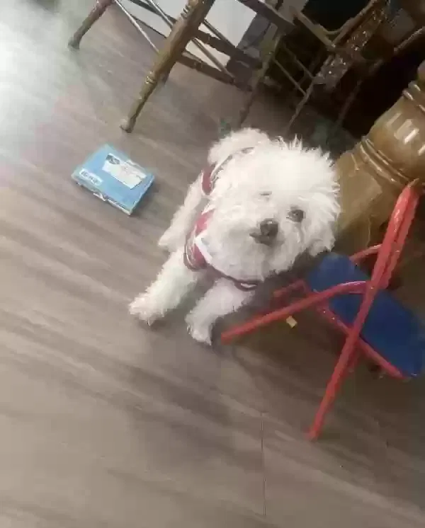 Lost dog in Saint Louis, MO, 63113