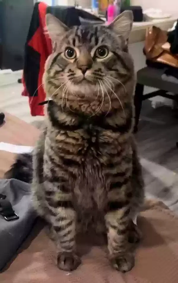 Lost cat in San Francisco, CA, 94110