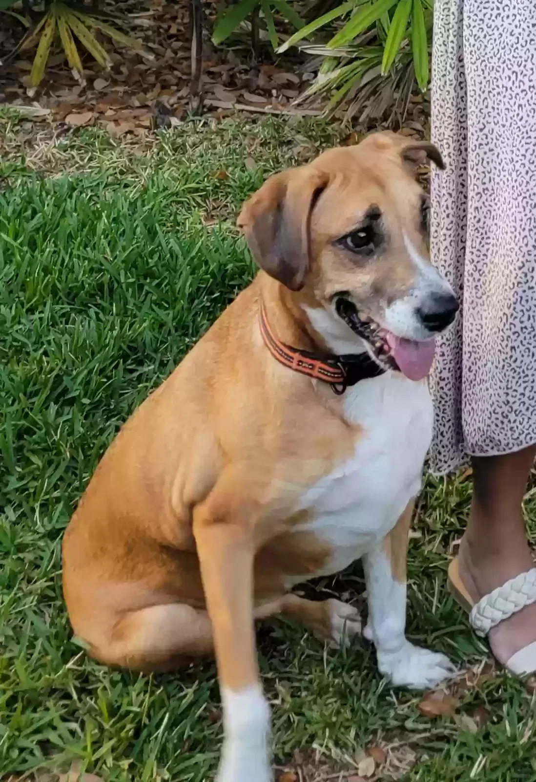 Lost dog in Tampa, FL, 33647
