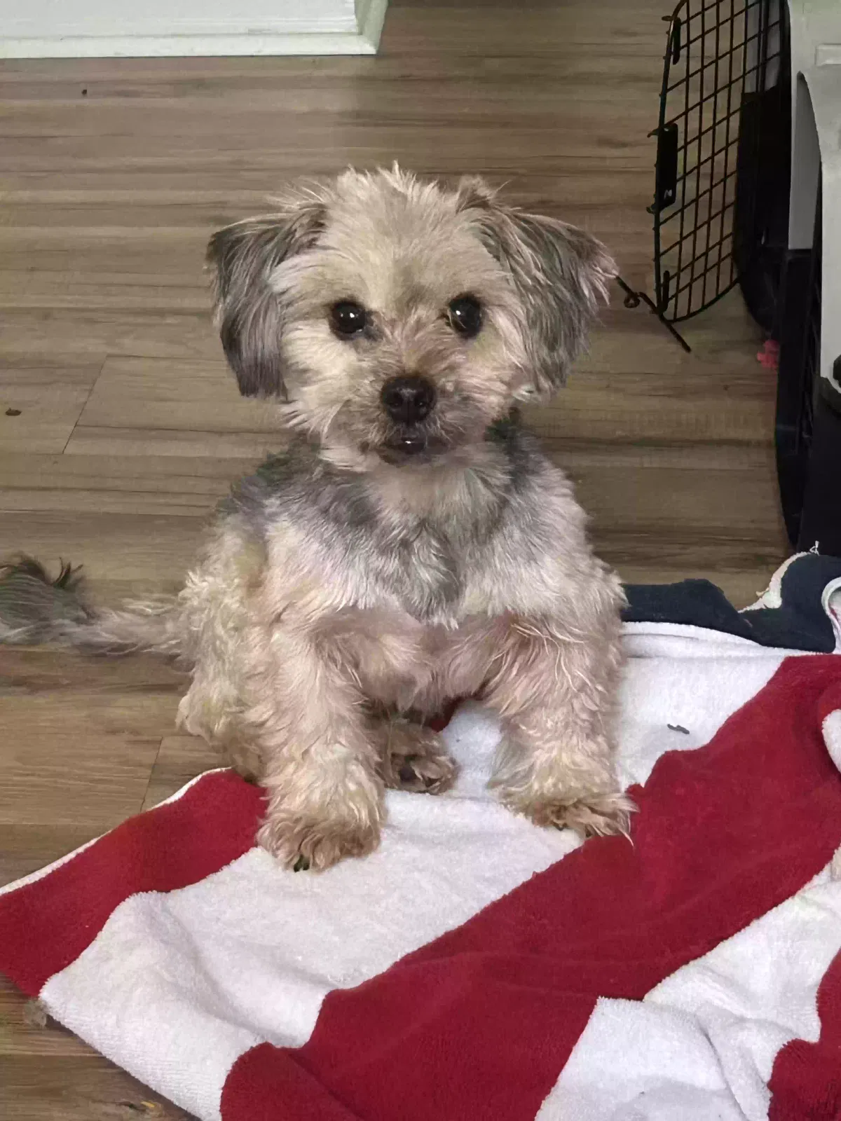 Lost dog in Greensboro, NC, 27405