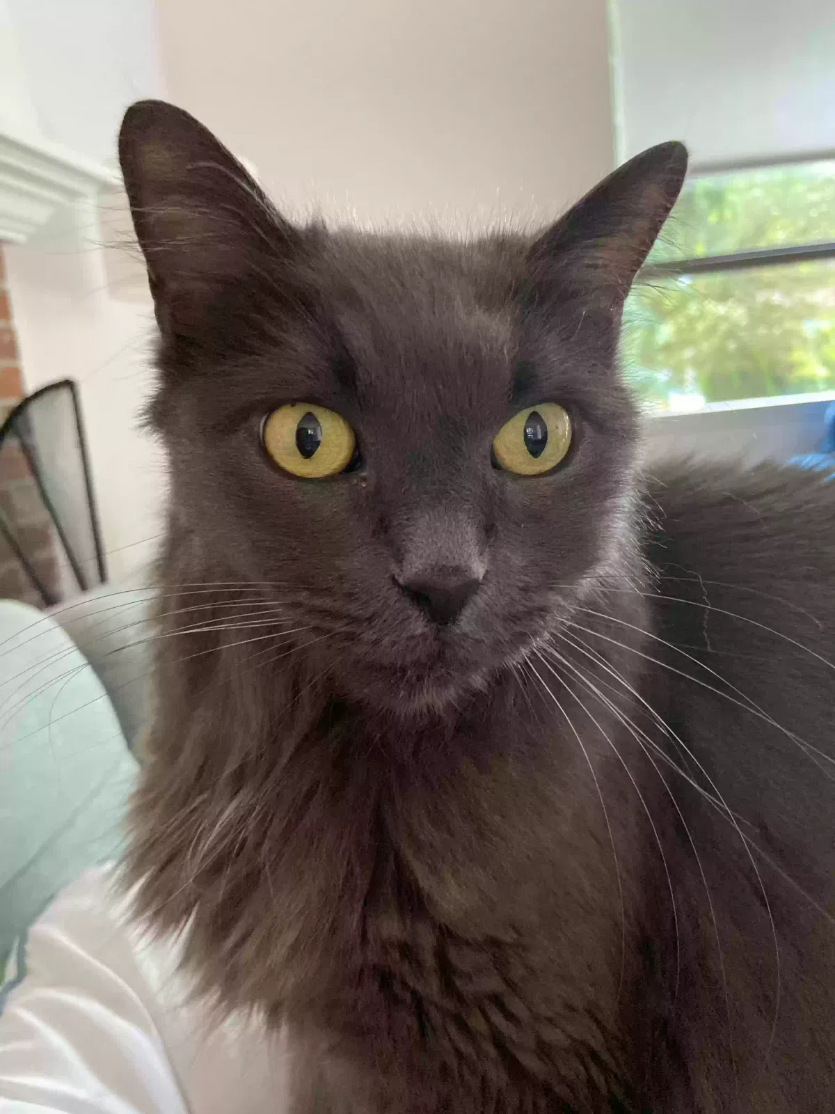 Lost cat in Kirkland, WA, 98034