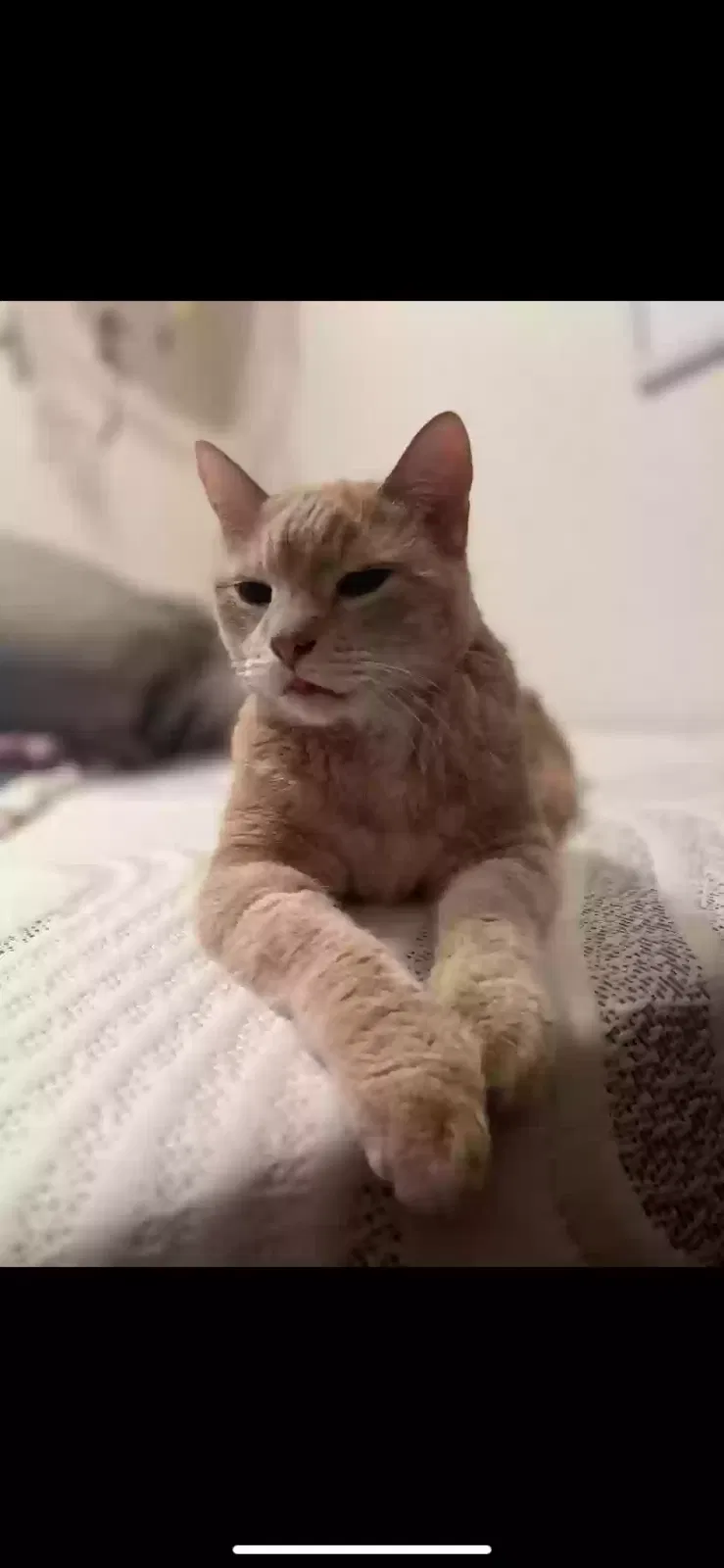 Lost cat in Des Moines, IA, 50314