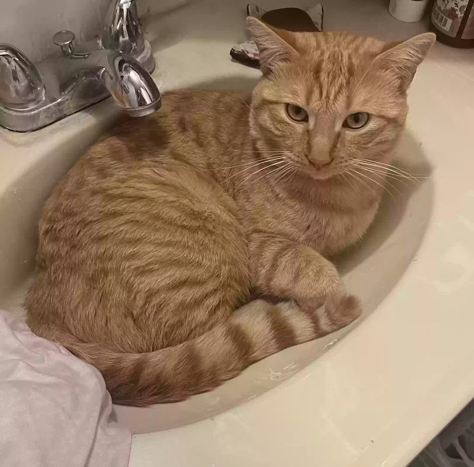 Lost cat in Tustin, CA, 92780
