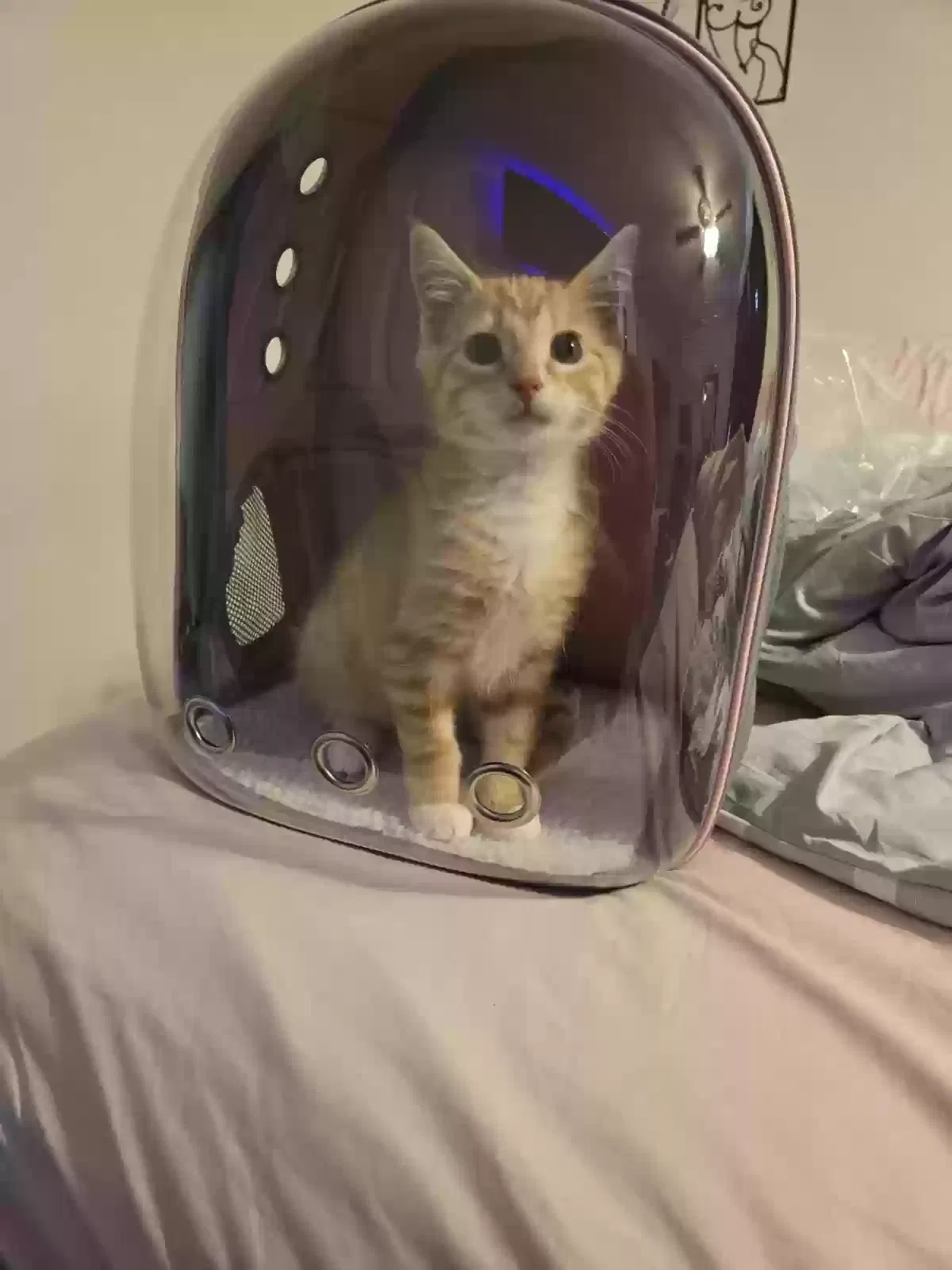 Lost cat in Nottingham, MD, 21236